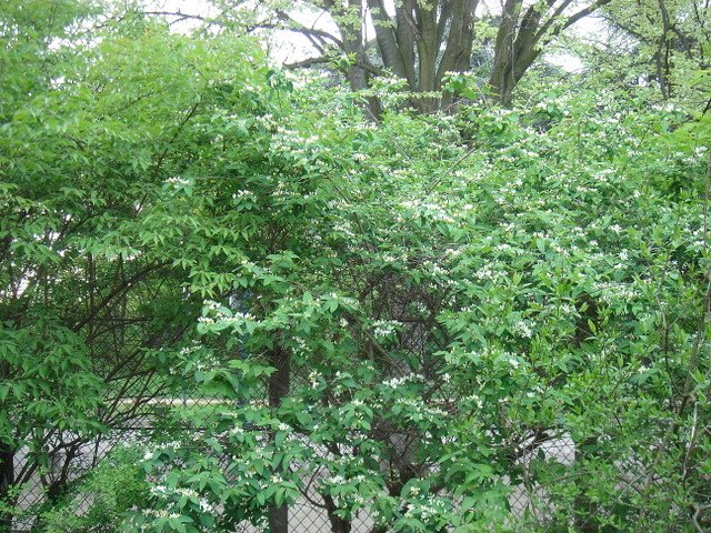 Lonicera oblongifolia P1D (2)